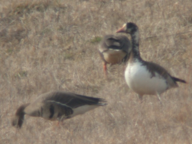 Snow Goose X Greater White-fronted Goose Photo 1
