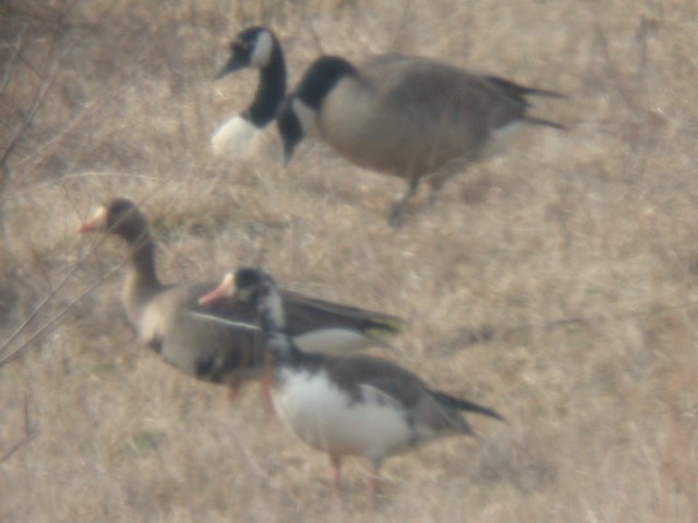 Snow Goose X Greater White-fronted Goose Photo 2
